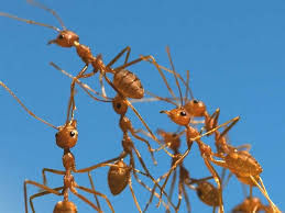 Image result for Fire Ant Sting