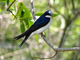 Black Bird With Blue Neck Ontario Barn Swallow At Point Pelee National Park Ontario Canada Birds Small Birds Backyard Birds