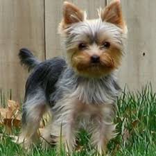 Short Yorkie Haircut With Teddy Bear Head Description From Pinterest Com I Searched For This On Bing Com Images Yorkie Puppy Yorkie Yorkie Dogs