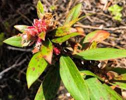 Image result for Melaleuca sp. A (Biegel 5741)