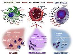 Frontiers Immune System Evasion As Hallmark Of Melanoma Progression The Role Of Dendritic Cells Oncology