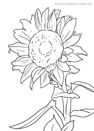 Malvorlage Sonnenblume Pflanzen Sonnenblumen Malen Sonnenblume Zeichnen Ausmalbilder
