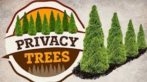 See how we planted them, the species of evergreen used and lessons learned from past plantings. Privacy Trees Fast Growing Privacy Trees Plantingtree