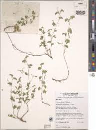 Image result for Aeschynomene bracteosa