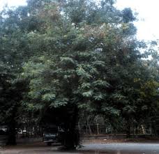 Image result for Cassia agnes