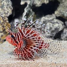 Pin By Mary L Hager On Fish Lion Fish Aquarium Fish Marine Fish