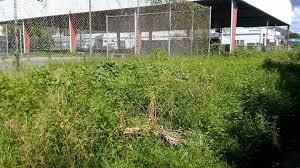 AYUDA PARA LIMPIAR AREAS RECREATIVAS...