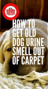 However, once a dog has had an accident in the house, smelling those pheromones may encourage your dog. Perfect How To Get Old Pet Odors Out Of Carpet And Pics Dog Pee Smell Pee Smell Cleaning Dog Pee