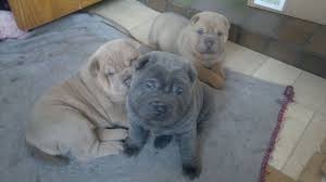 Shar Pei Sale Hong Kong Shar Pei Pup Buy Puppy Shar Pei Breeders Shar Pei Dogs Breed Shar Pei Dogs For Adoption Dog on patrol average 4.9 / 5 out of 14. shar pei sale hong kong shar pei pup