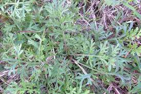 Image result for Lepidium bonariense