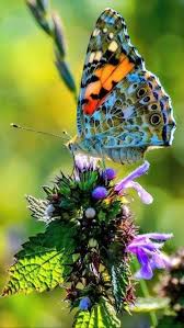 magnifique tableau. | Photo papillon, Image papillon, Papillon monarque