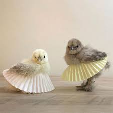 Nadal joined the nba's pau gasol to support the red cross efforts to raise at least $10 million in nadal has won $121 million in prize money since he turned pro in 2001. Chickens In Tutus Is A Thing And They Look Lovely 24 Pics Bored Panda