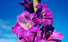 Yellow roses create warm feelings and provide if the color purple is prevalent throughout your dream, it means that you have great goals and aspirations. Gladiolus In A Dream Meaning And Symbolism Dream Glossary And Dictionary