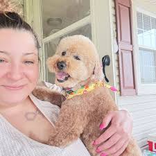 Golden doodle before and after grooming