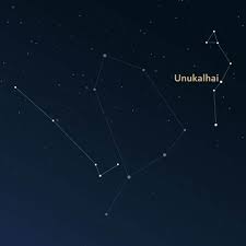 Image result for Anagallis serpens