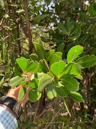Image result for Elaeodendron
