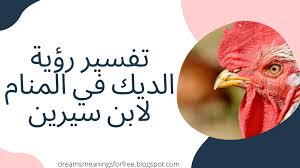 تفسير رؤية الديك في المنام لابن سيرين