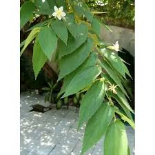 Berikut manfaat kersen dan silsilah pohon kersen. 10 Lembar Daun Kersen Segar Daun Seri Daun Ceri Daun Sery Cery Kersen Shopee Indonesia