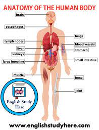Pin On English Grammar