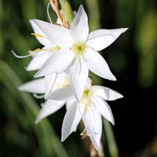 Image result for Hesperantha