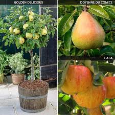 Dwarf apple, pear, plum, and cherry trees produce fragrant, colorful blossoms in spring. Mini Apple And Pear Tree Collection Van Meuwen
