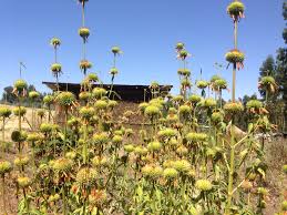 Image result for Lippia abyssinica