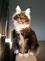Black And White Tabby Maine Coon Pin On Myhobbiestory