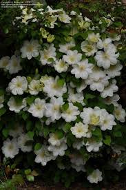 We did not find results for: Clematis Guernsey Cream Gardening Home Garden Store Silverstone Com Pl