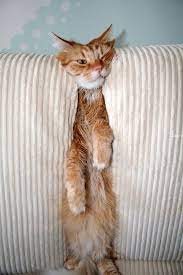 25 Cats Who Have Found That Perfect Place To Relax Funny Cats And Dogs Crazy Cats Cute Cats