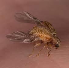 Black Beetles In The City This Small 2mm Beetle Is Demotina Modesta A Native Of Korea Or Europe Depending On Who You Believe Who Has Settled In Vir Small Beetles Photo Tips Beetle