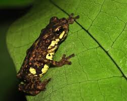 Image result for Secamone brevipes