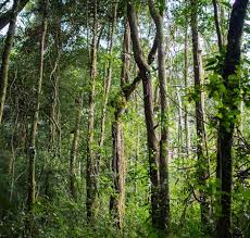 Image result for Alloeochaete namuliensis