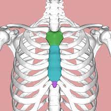 Your ribs form a protective cage that encloses many of your delicate internal organs, such as your heart and lungs. Sternum Wikipedia