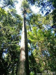 八月时 相 伴 遇见 am i a handsome boy 70岁有余的爷爷这么开玩笑地开场白道 is that u my girl 老一辈 同龄间 boy girl 自称或互称 仿佛彼此青春不老的暖流于心 对着小辈 爱 boy girl 地自娱或打趣 轻松愉 tree trunk tree plants