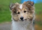 Top 10 Medium Sized Dogs For Your Family