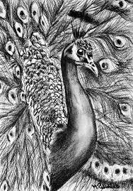 Charcoal Drawing Peacock Charcoal Drawing Drawings Charcoal