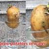 Potatoes done perfect since 1952. 1
