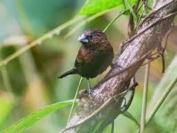 Image result for Tristachya rehmannii