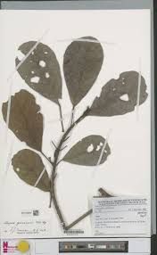 Image result for Uapaca guineensis