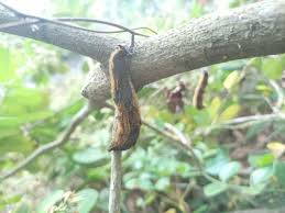 Image result for Androstachys