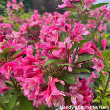Image result for Weigela