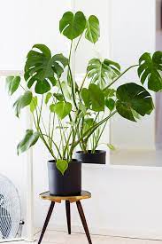 Light needs aside, the boston fern can be fussy in winter. Indoor Plants You Absolutely Can T Kill Stuck On You