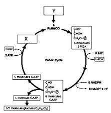 Soal uas/pas biologi sma/smk kelas x semester 1 yang hubungannya dengan artikel kali ini tak lain semangat buat meningkatan daya belajar yang mesti agak diketatkan supaya meraih proses yang mengasyikkan dalam setiap eksemplar kerja murid yang diterbitkan oleh dinas satuan edukasi. Contoh Soal Ujian Akhir Sekolah Biologi Pilihan Ganda Dan Jawaban