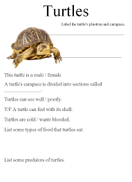 Week 9 Subject Box Turtles Labeling Information On Turtles Turtle Study Unit Turtle Activities