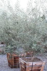 Olea Europaea Swan Hill Multi Trunk Form Swan Hill Fruitless Olive 1 48 Box Olive Trees Garden Olive Tree Olive Trees For Sale