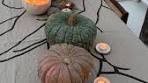 PUMPKINS You say fall,I hear pumpkins,every shade and size ... - Instagram