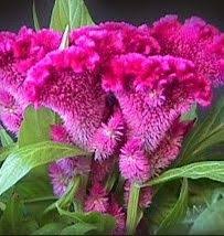 Celosia Bombay Hot Pink This Is The Type Of Mother S Day Flower That Bradden And Jaxon Got For Me In 2010 Types Of Flowers Wholesale Flowers Celosia Flower