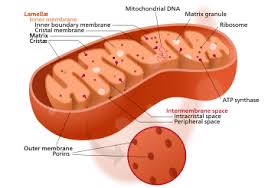 Free learning resources for students covering all major areas of biology. Mitochondrion Wikipedia