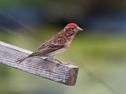 Common Birds Of North Idaho Ten Most Misidentified Birds In The Pacific Northwest Pacific Northwest Pacific Birds