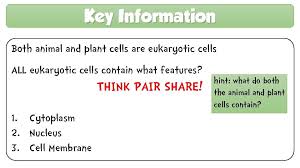 They generally have a nucleus—an organelle surrounded by a membrane called the nuclear envelope—where dna is stored. Animal And Plant Cells Monday March 8 2021